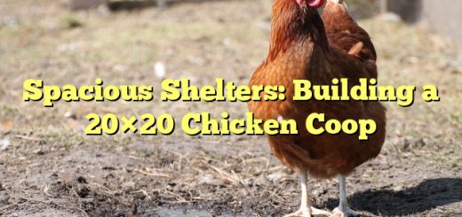 Spacious Shelters: Building a 20×20 Chicken Coop 